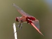 Tramea stenoloba male-3548